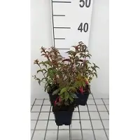 GRDplanten 6 x Fuchsia hybr. 'Madame Cornelissen' - Fuchsia - pot 9 x 9 cm
