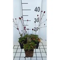 GRDplanten 6 x Sanguisorba officinalis - Pimpinelle - pot 9 x 9 cm