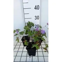 GRDplanten 6 x Géranium wall. 'Silvia's Surprise' - Bec de cigogne- Pot 9 x 9 cm