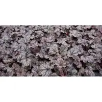 GRDplanten 6 x Heuchera hybr. 'Shangai' - Luzule pourpre - Pot 9 x 9 cm