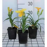 GRDplanten 6 x Hemerocallis hybr. 'Happy Returns' - hémérocalle - pot 9 x 9 cm