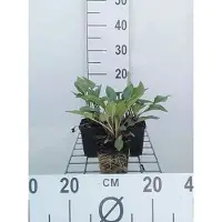 GRDplanten 6 x Echinacea purp. 'J.s.roho' - bleuet - pot 9 x 9 cm