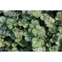 GRDplanten 6 x Heuchera hybr. 'Mint Frost' - Luzule pourpre - Pot 9 x 9 cm