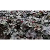 GRDplanten 6 x Heuchera hybr. 'Black Pearl' - Campanule pourpre - pot 9 x 9 cm