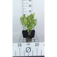 GRDplanten 6 x Dictamnus alb. 'Albiflorus' - Buisson ardent - pot 9 x 9 cm