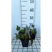 GRDplanten 6 x Persicaria amplexicaulis - Renouée à bougies - pot 9 x 9 cm