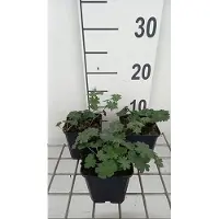 GRDplanten 6 x Géranium sang. 'Fleur de pommier' - Bec de cigogne- Pot 9 x 9 cm