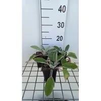 GRDplanten 6 x Stachys byz. 'Big Ears' ('helene v. stein') - Ziest - Pot 9 x 9 cm