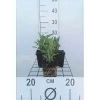 GRDplanten 6 x Echinacea purp. 'Tomato Soup' - coneflower - pot 9 x 9 cm