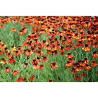 GRDplanten 6 x Helenium hybr. 'Moerheim Beauty' - Sonnenbraut - Topf 9 x 9 cm