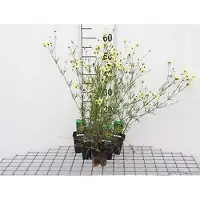 GRDplanten 6 x Coreopsis vert. 'Moonbeam' - Oeil de fille - pot 9 x 9 cm