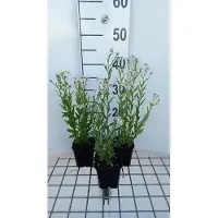 GRDplanten 6 x Kalimeris mongolica 'Mon Jardin' - Embellisseur - pot 9 x 9 cm