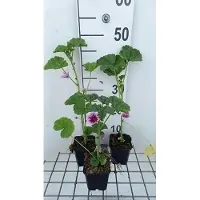 GRDplanten 6 x Malva sylv. 'Zebrina' - Mauve - pot 9 x 9 cm