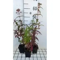 GRDplanten 6 x Eupatorium perfoliatum - Marguerite d'eau - pot 9 x 9 cm