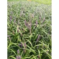 GRDplanten 6 x Liriope musc. 'Evergreen Giant' - Bouquet de lys - pot 9 x 9 cm