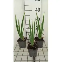 GRDplanten 6 x Iris (germ.) 'St. Crispin' - Iris - pot 9 x 9 cm