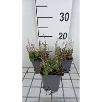 GRDplanten 6 x Scutellaria incana var parviflora - Herbe aux casques - Pot 9 x 9 cm