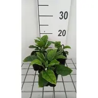 GRDplanten 6 x Omphalodes verna 'Alba' - Omphalodes - pot 9 x 9 cm