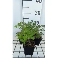 GRDplanten 6 x Thalictrum del. 'Hewitt's Double' - Wiesenraute - Topf 9 x 9 cm