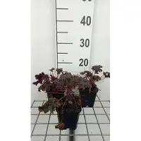 GRDplanten 6 x Heuchera hybr. 'Purple Petticoats' - Cloches pourpres - Pot de 9 x 9 cm