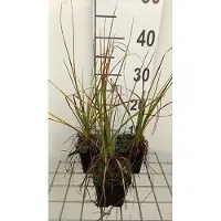 GRDplanten 6 x Kniphofia hybr. 'Nancy Red' - Lys torche - pot 9 x 9 cm