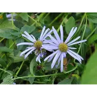 GRDplanten 6 x Aster frik. monk' - Aster d'automne - Pot 9 x 9 cm