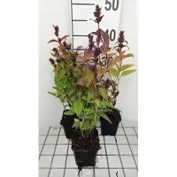 GRDplanten 6 x Nepeta subs. 'Laufen' - Herbe à chat - Pot 9 x 9 cm