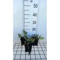 GRDplanten 6 x Gaillardia hybr. 'Tokayer' - Fleur de cocarde - pot 9 x 9 cm