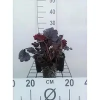GRDplanten 6 x Heuchera hybr. 'Plum Pudding' - Luzule pourpre - Pot 9 x 9 cm
