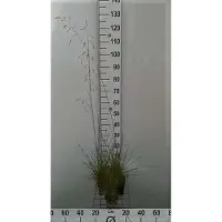 GRDplanten 6 x Deschampsia cespitosa - Pied de biche - pot 9 x 9 cm