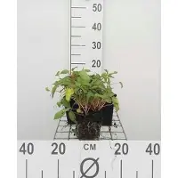 GRDplanten 6 x Persicaria ampl. 'Inverleith' - Renouée à bougies - pot 9 x 9 cm