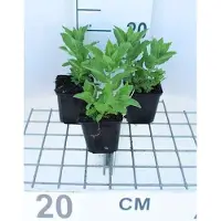 GRDplanten 6 x Campanula lact. 'Prichard's Var.' - Menthe de montagne - pot 9 x 9 cm
