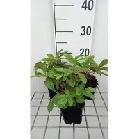 GRDplanten 6 x Rodgersia henrici - show leaf - pot 9 x 9 cm