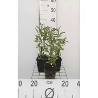 GRDplanten 6 x Salvia uliginosa 'African Skies' - Mousse étoilée - Pot 9 x 9 cm