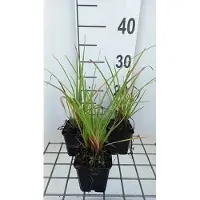 GRDplanten 6 x Kniphofia hybr. 'Ice Queen' - Lys torche - pot 9 x 9 cm