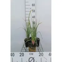 GRDplanten 6 x Kniphofia hybr. 'Royal Castle' - Lys torche - pot 9 x 9 cm