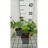 GRDplanten 6 x Heuchera villosa var. Macrorrhiza - Campanule pourpre - Pot 9 x 9 cm