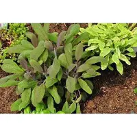 GRDplanten 6 x Salvia off. purpurascens' - Mousse étoilée - Pot 9 x 9 cm