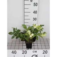 GRDplanten 6 x Helleborus or. 'Double Ellen White' - Rosier lentille - Pot de 9 x 9 cm