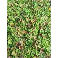 GRDplanten 6 x Tellima grand. 'Forest Frost' - Fausse racine de mandragore - pot 9 x 9 cm
