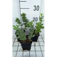 GRDplanten 6 x Baptisia australis - pseudodictamnus - Topf 9 x 9 cm