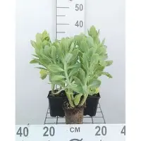 GRDplanten 6 x Sedum spect. 'Stardust' - Fettblatt - Topf 9 x 9 cm