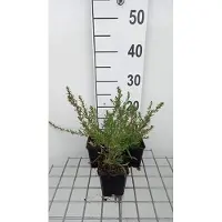 GRDplanten 6 x Aster eric. 'Snow fir' - Aster d'automne - pot 9 x 9 cm