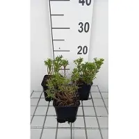 GRDplanten 6 x Iberis semp. 'Nevina' - Fleur de ruban - pot 9 x 9 cm