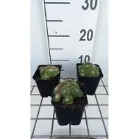 GRDplanten 6 x Sempervivum hybr. 'Jubilee' - racine interne - pot 9 x 9 cm