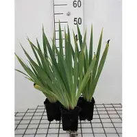 GRDplanten 6 x Sisyrinchium striatum (lutescens) - Épée de gazon - pot 9 x 9 cm