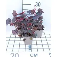 GRDplanten 6 x Heuchera hybr. 'Rachel' - Luzule pourpre - Pot 9 x 9 cm