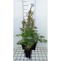 GRDplanten 6 x Astilbe (a) 'Amethyst' - Splendor - Topf 9 x 9 cm