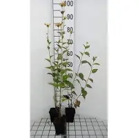 GRDplanten 6 x Rudbeckia subt. henry Eilers' - Echinacea - Pot 9 x 9 cm