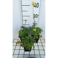 GRDplanten 6 x Trollius hybr. 'Lemon Queen' - Fleur de troll - pot 9 x 9 cm